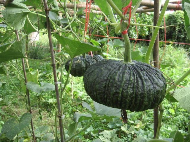 thumb_194 Hạt Giống Bí Ngô Da Cóc