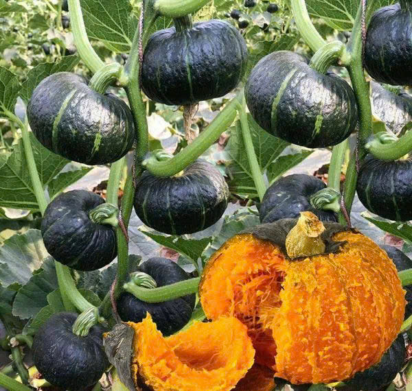 Hạt Giống Bí Ngô Mini Nhật