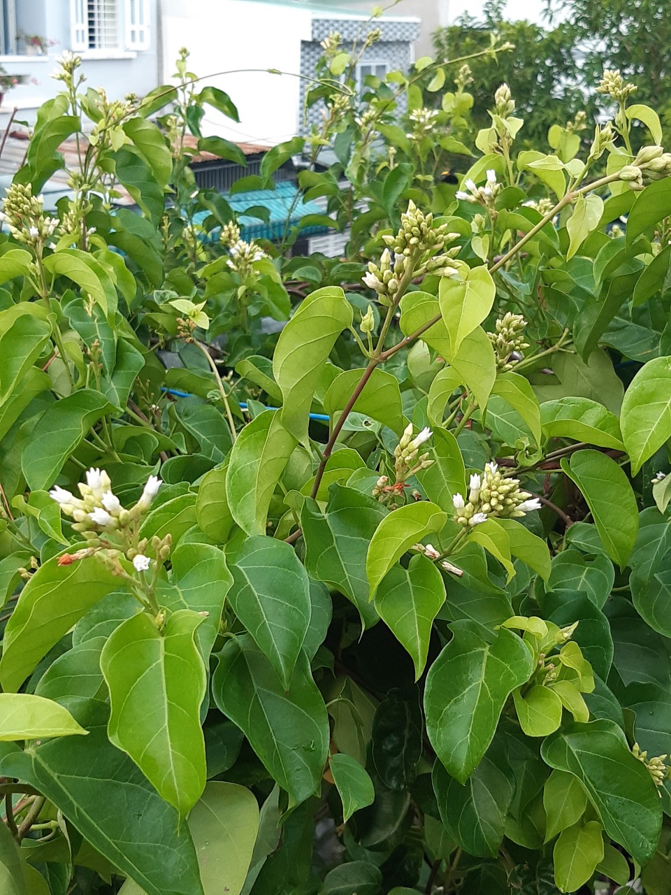 04092022093240_img_1593590429281_1593929687811 Hạt Giống Lá Giang