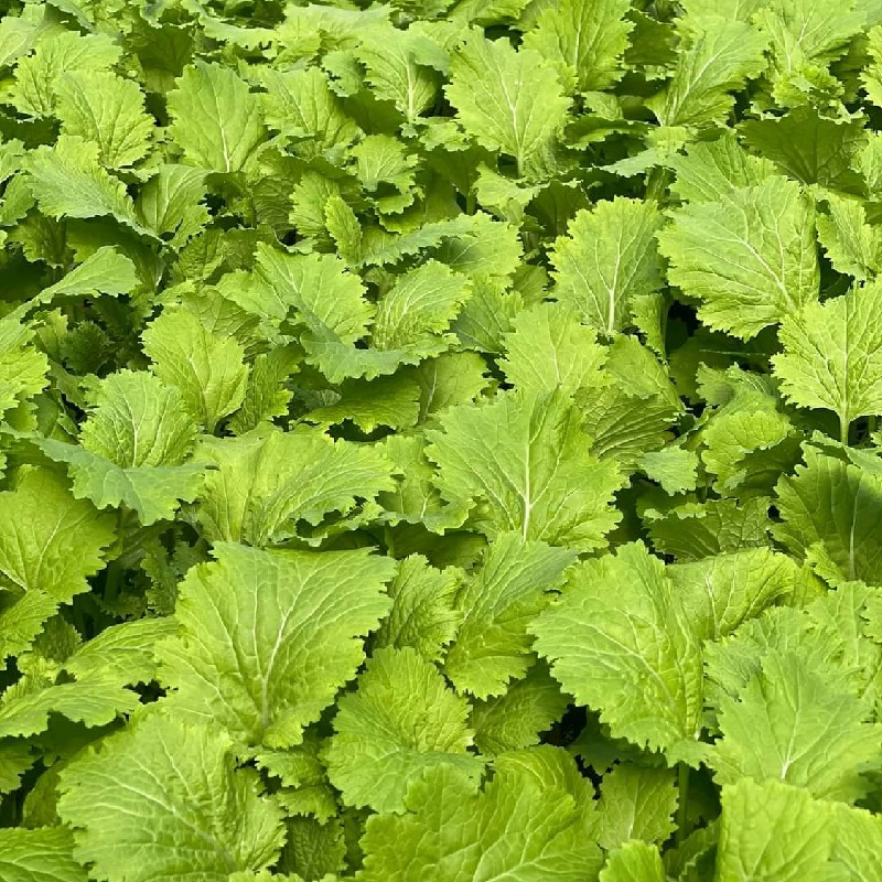 Hạt Giống Cải Bốn Mùa