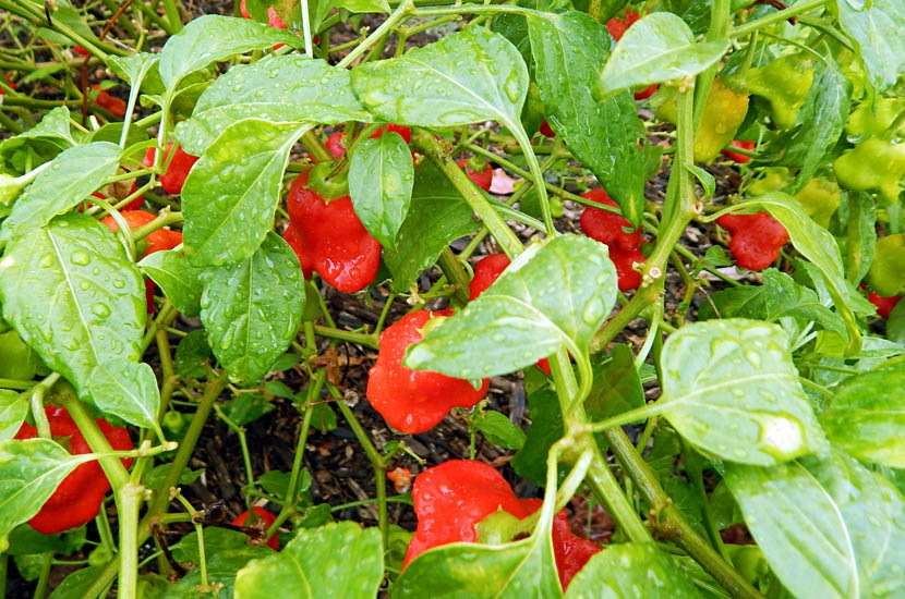 Hạt Giống Ớt Hoa Hồng