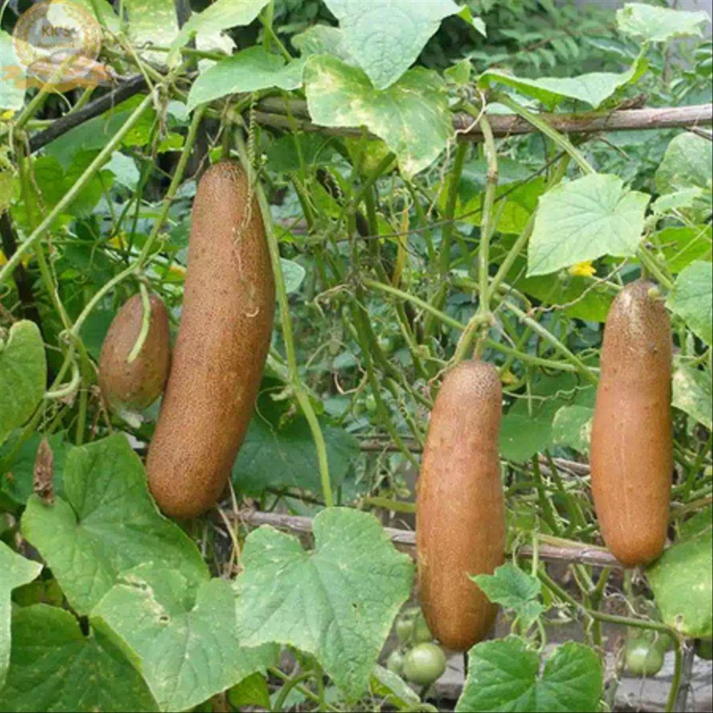 Hạt Giống Dưa Chuột Đá