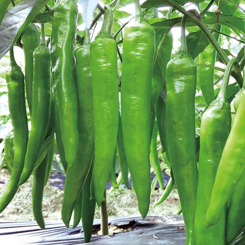 1652075163220044 Hạt Giống Ớt Dưa Chuột