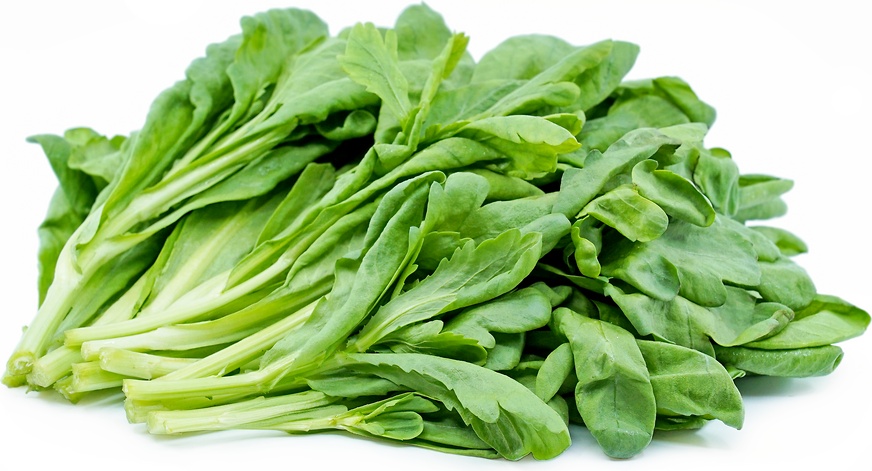 Hạt Giống Cải Cúc Lá Rộng