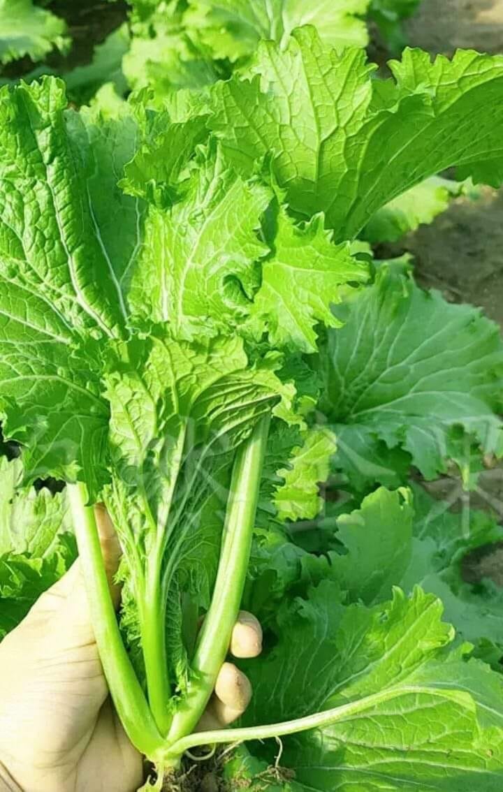 Hạt Giống Cải Bốn Mùa