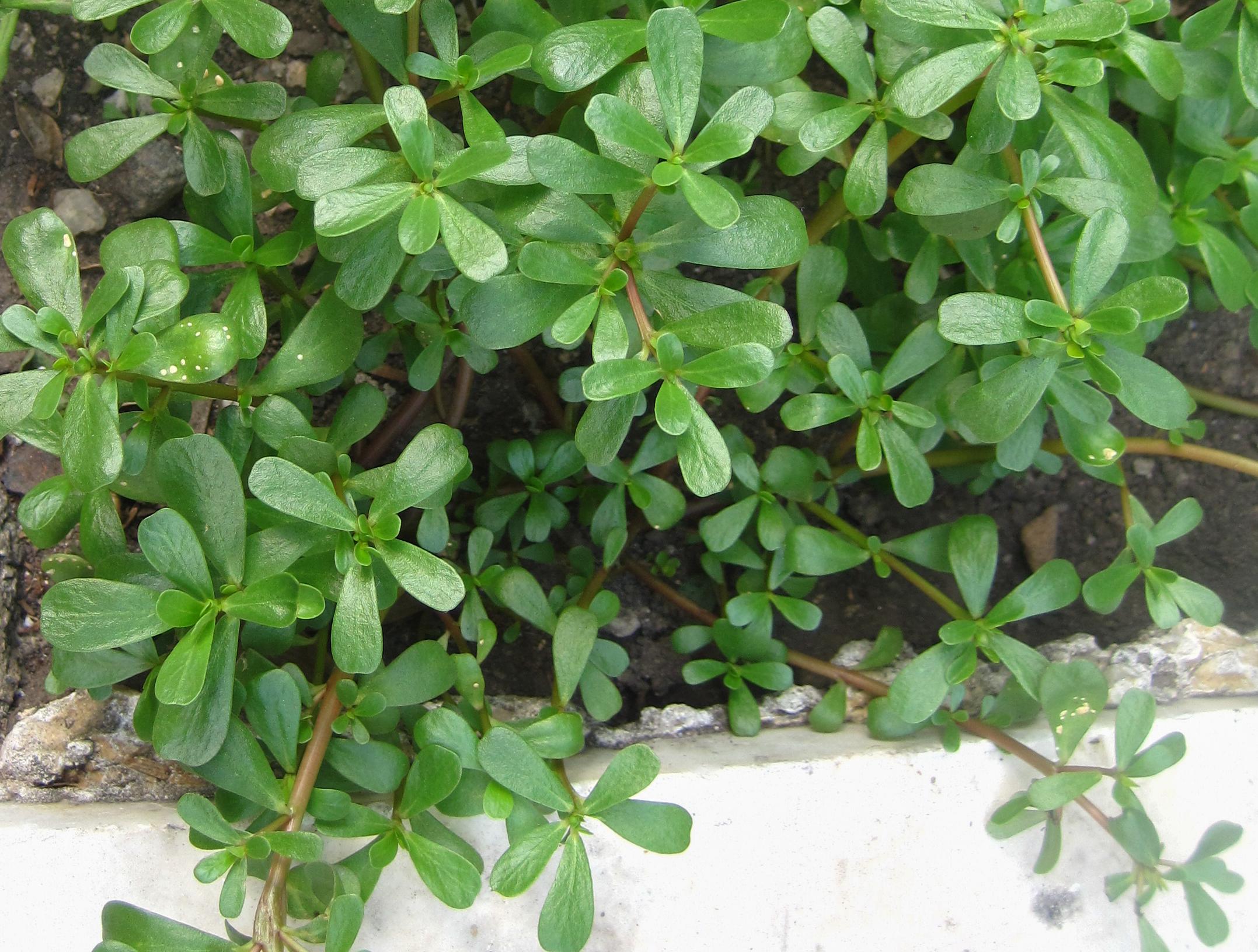 Hạt Giống Rau Sam