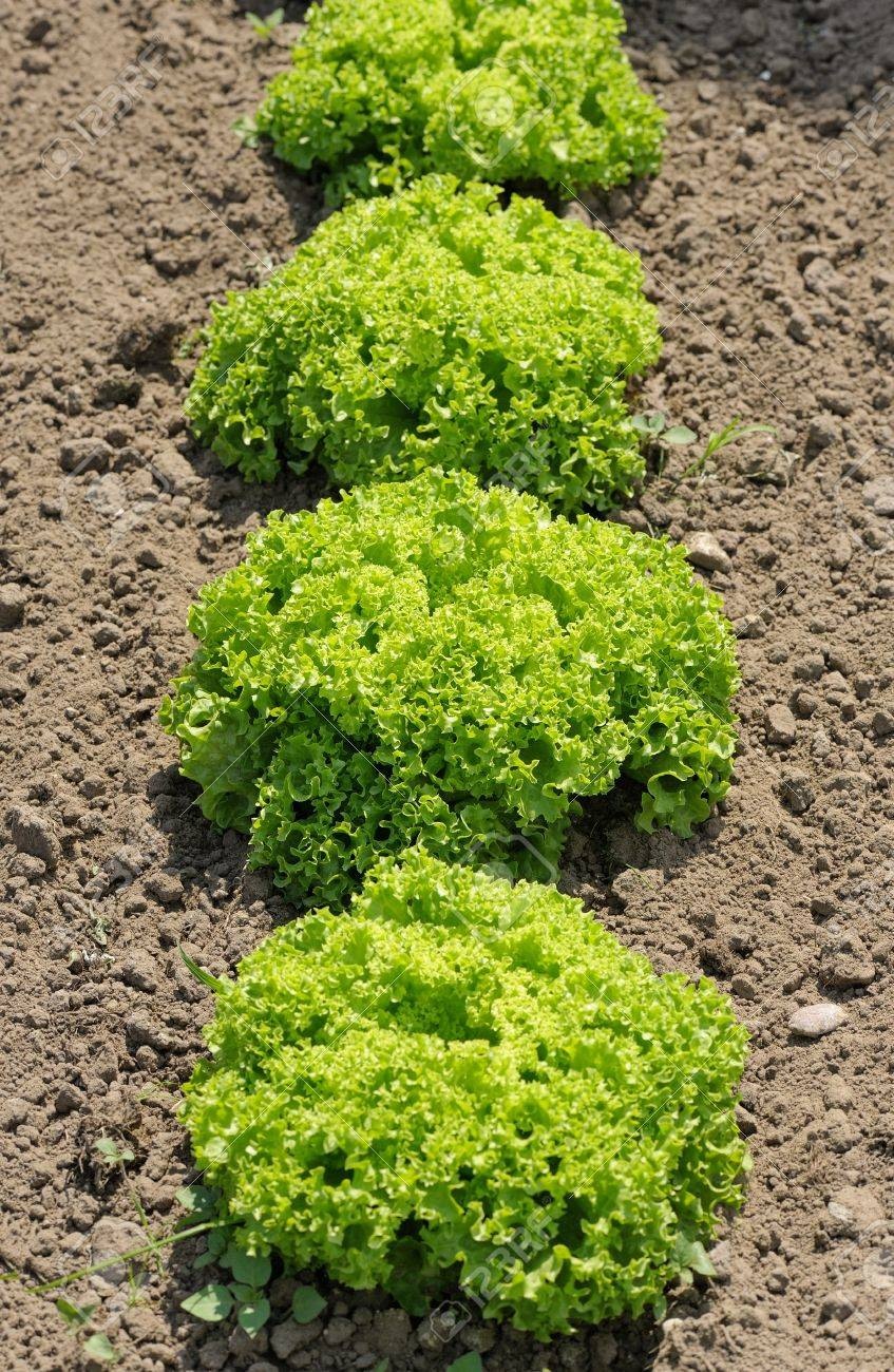 20185788-lettuce-lollo-bionda-bright-green-plants-in-the-garden Hạt Giống Xà Lách Xoăn Xanh Thái Lan