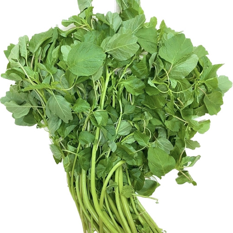 Hạt Giống Rau Dền Cơm