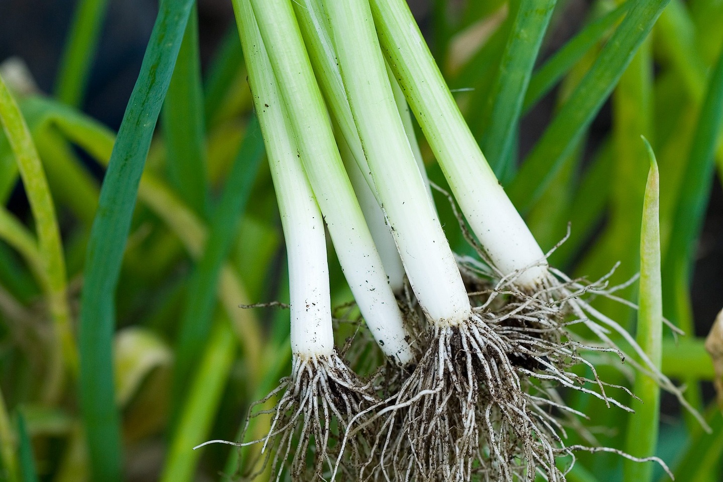 Hạt Giống Hành Lá F1