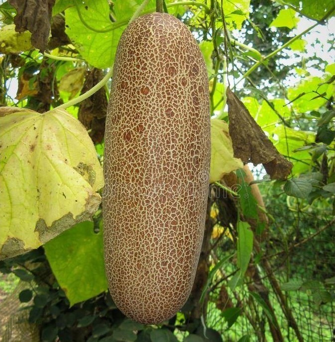 Hạt Giống Dưa Chuột Đá