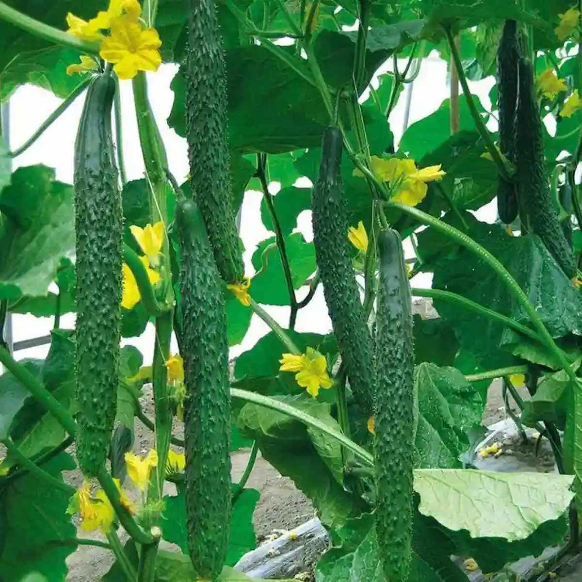 Hạt Giống Dưa Chuột Kiếm F1