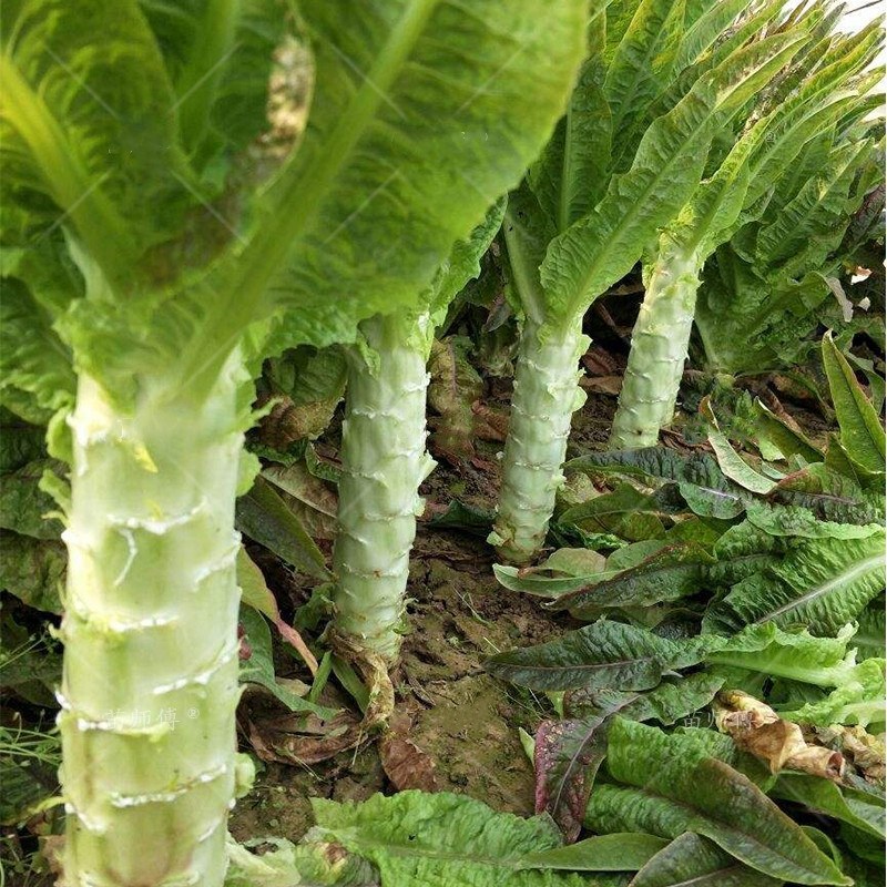 Hạt Giống Rau Tiến Vua F1