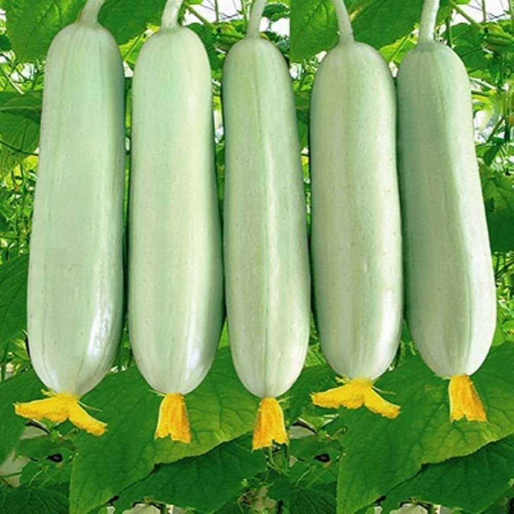 Hạt Giống Dưa Chuột Trắng