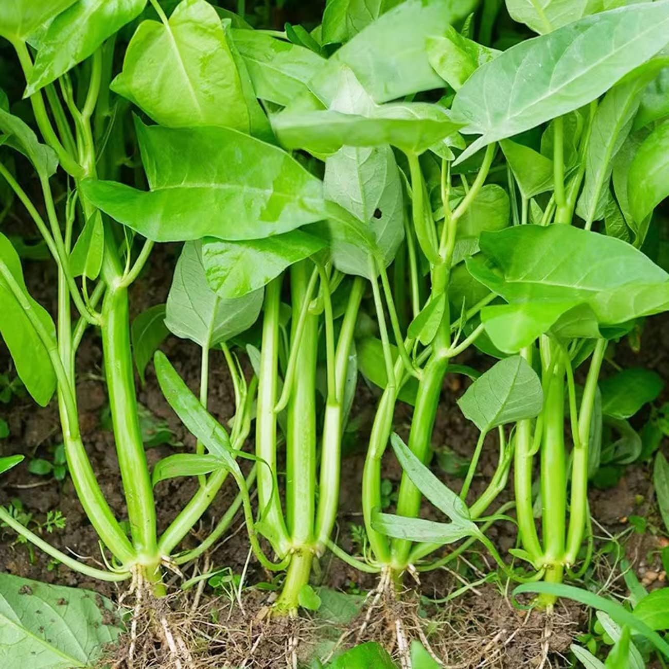 64e74c1b04bcc27f4b31b200-500-kong-xin-cai-vegetable-seeds-water Hạt Giống Rau Muống Ba Chạc