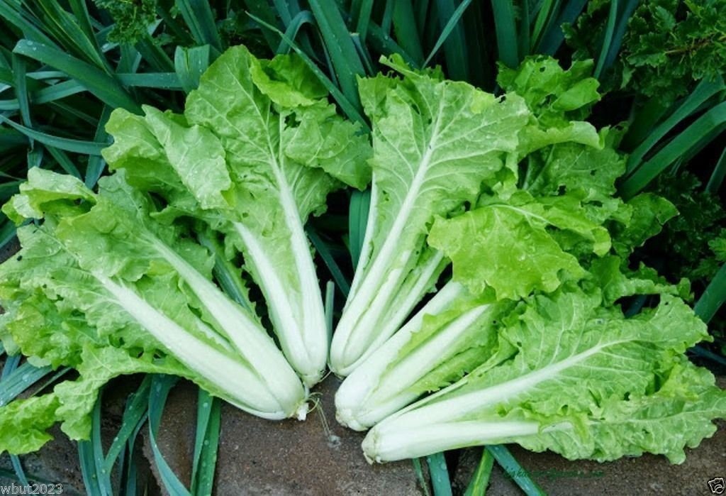 Hạt Giống Cải Dúng