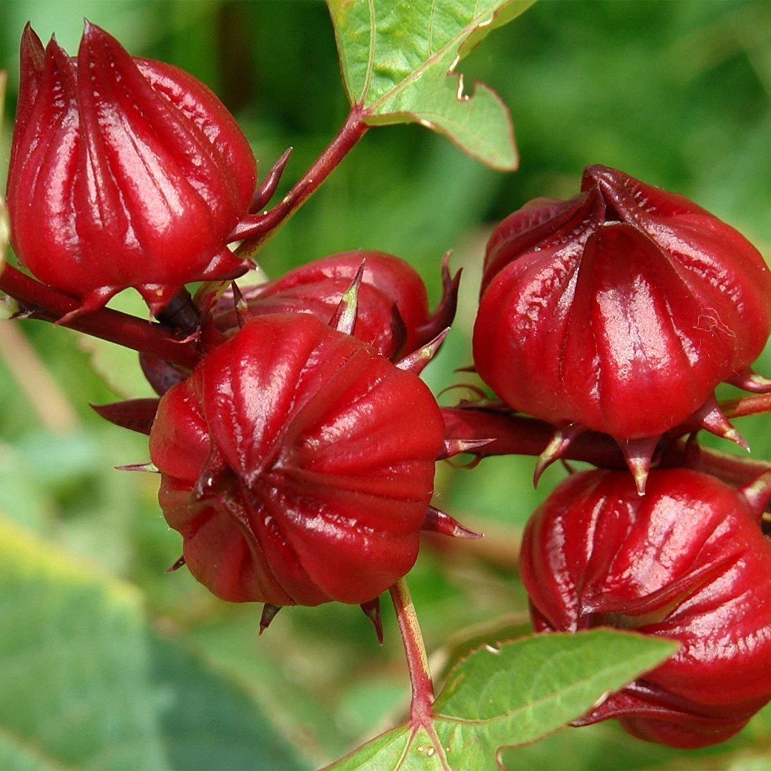 Hạt Giống Artiso đỏ
