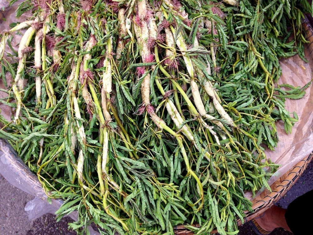 Hạt Giống Rau Nhút