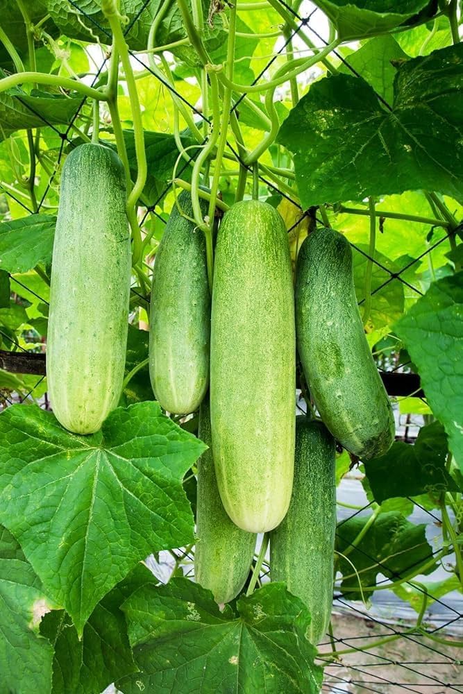 Hạt Giống Dưa Chuột Nếp Xưa
