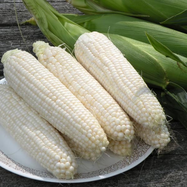 7269_3-2 Hạt Giống Ngô Nếp Thái Lan