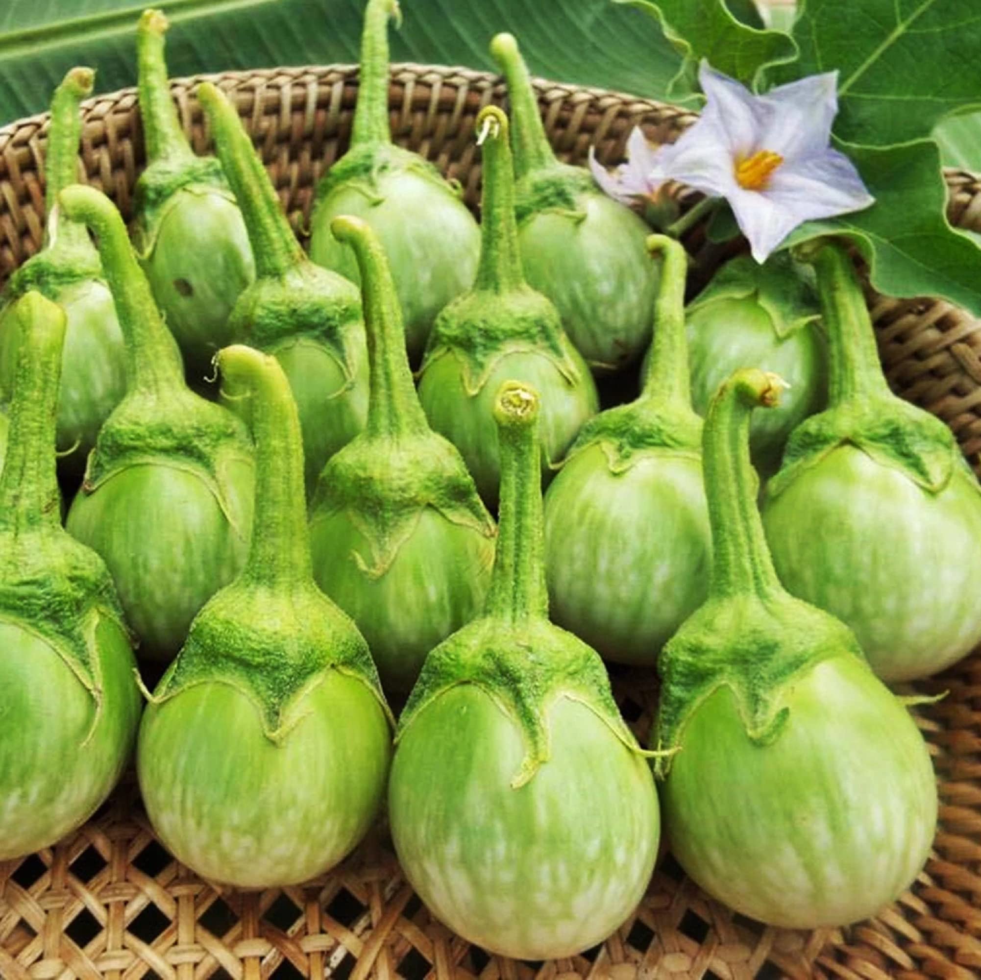 819iJOS9xUL Hạt Giống Cà Ngọt Lai