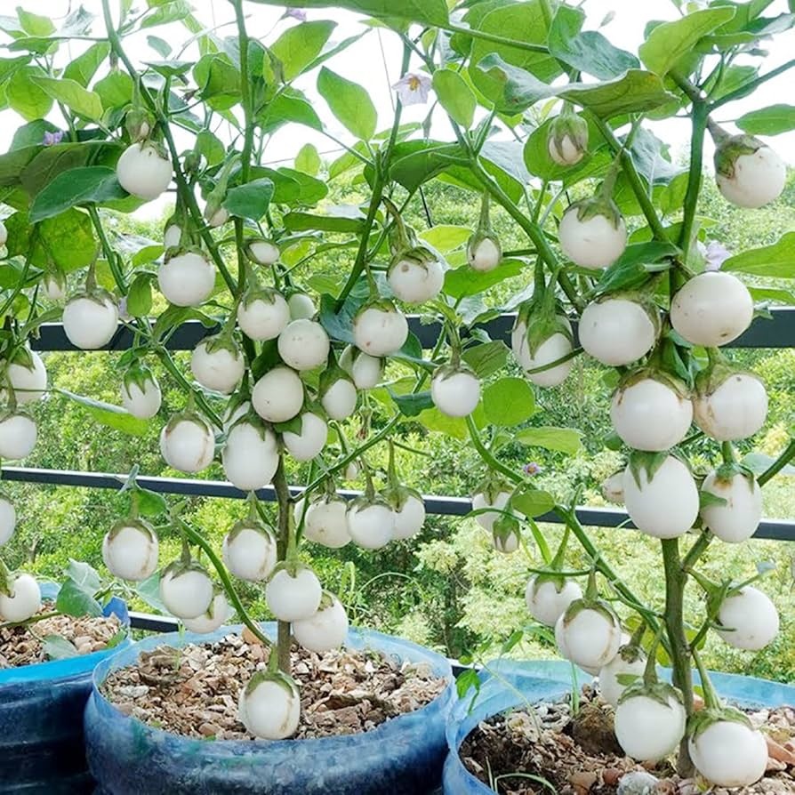 Hạt Giống Cà Pháo Trắng