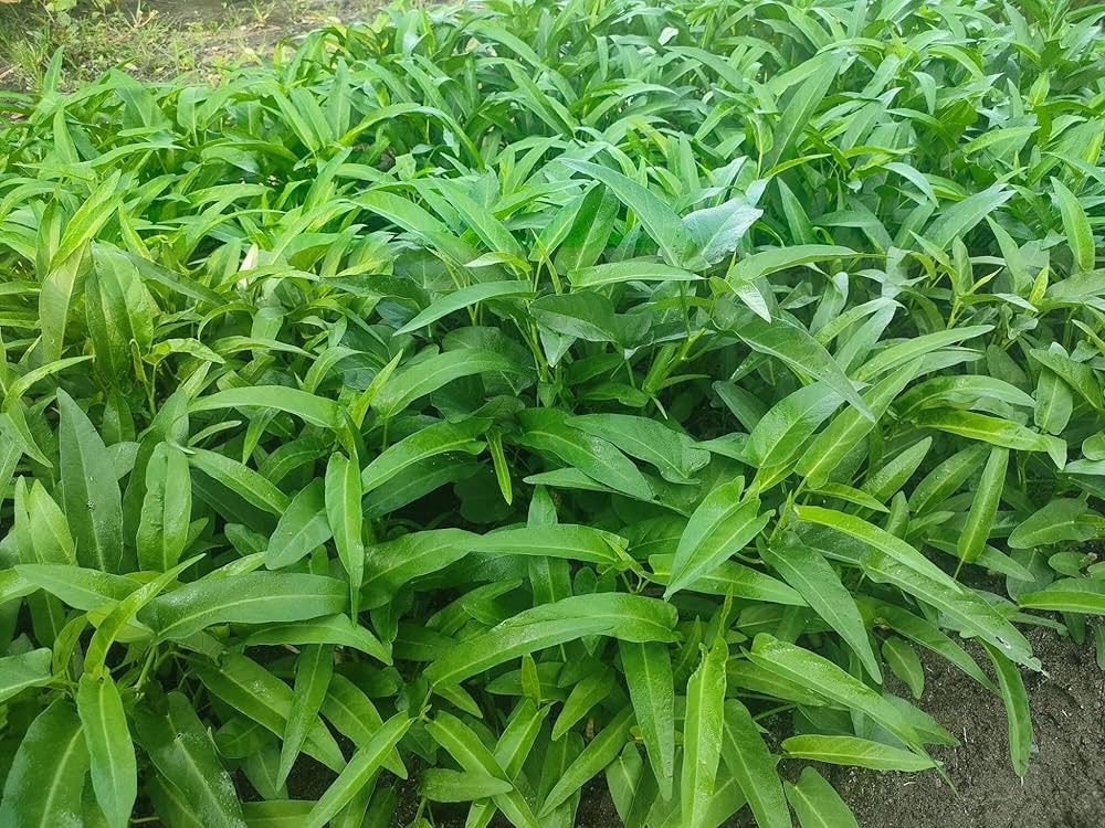 91Glg4KamHL._UF1000,1000_QL80_ Hạt Giống Rau Muống Lá Tre