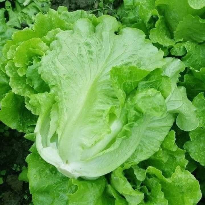 Hạt Giống Xà Lách Italian