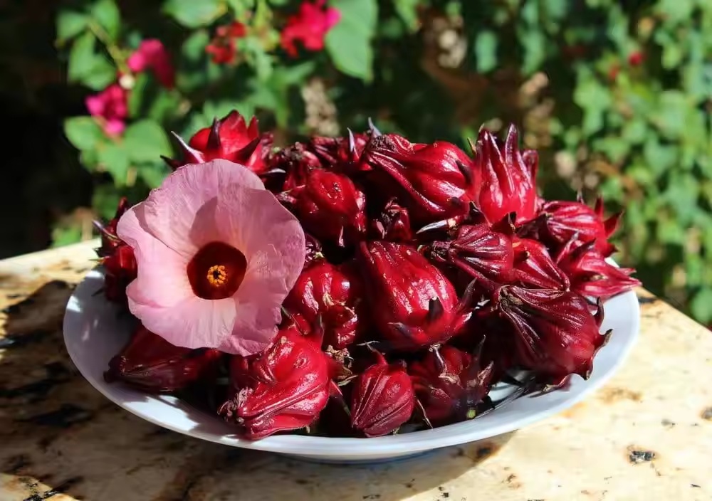 Hạt Giống Artiso đỏ