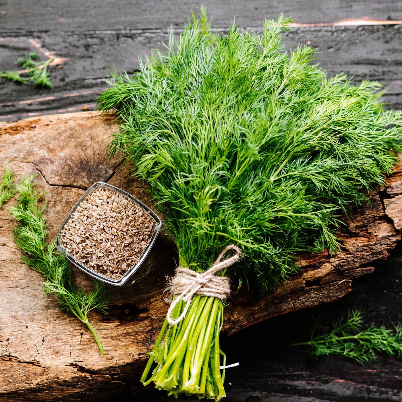 Ambrosia-Dill__51922 Hạt Giống Thì Là