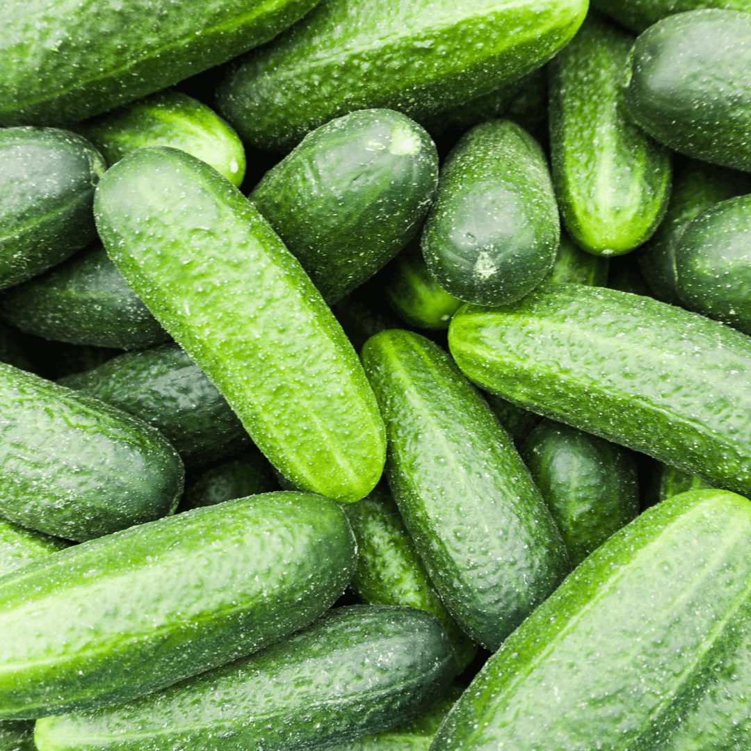Are_Marketmore_Cucumbers_Bush_or_Vine_ Hạt Giống Dưa Chuột Nếp Da Xanh ( Quả dài 22-25cm )