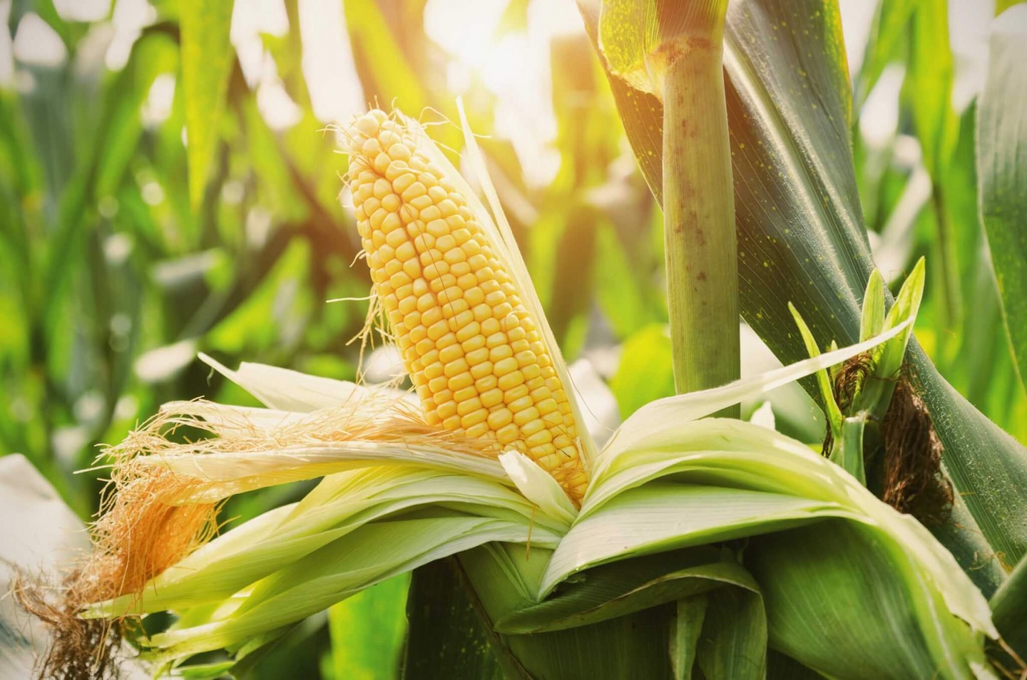 BONNIE-PLANTS_corn-iStock-857670630-2400px_1ce4b5df-20b7-433c-acde-8703235c66be Hạt Giống Ngô Ngọt Vàng