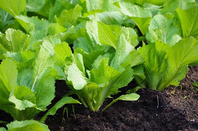 Best-Mustard-Greens-Varieties-Cover Hạt Giống Cải Bẹ Mỡ Xanh