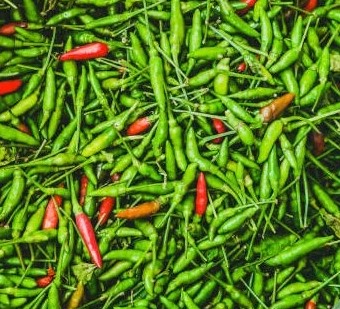 Hạt Giống Ớt Xiêm Thái
