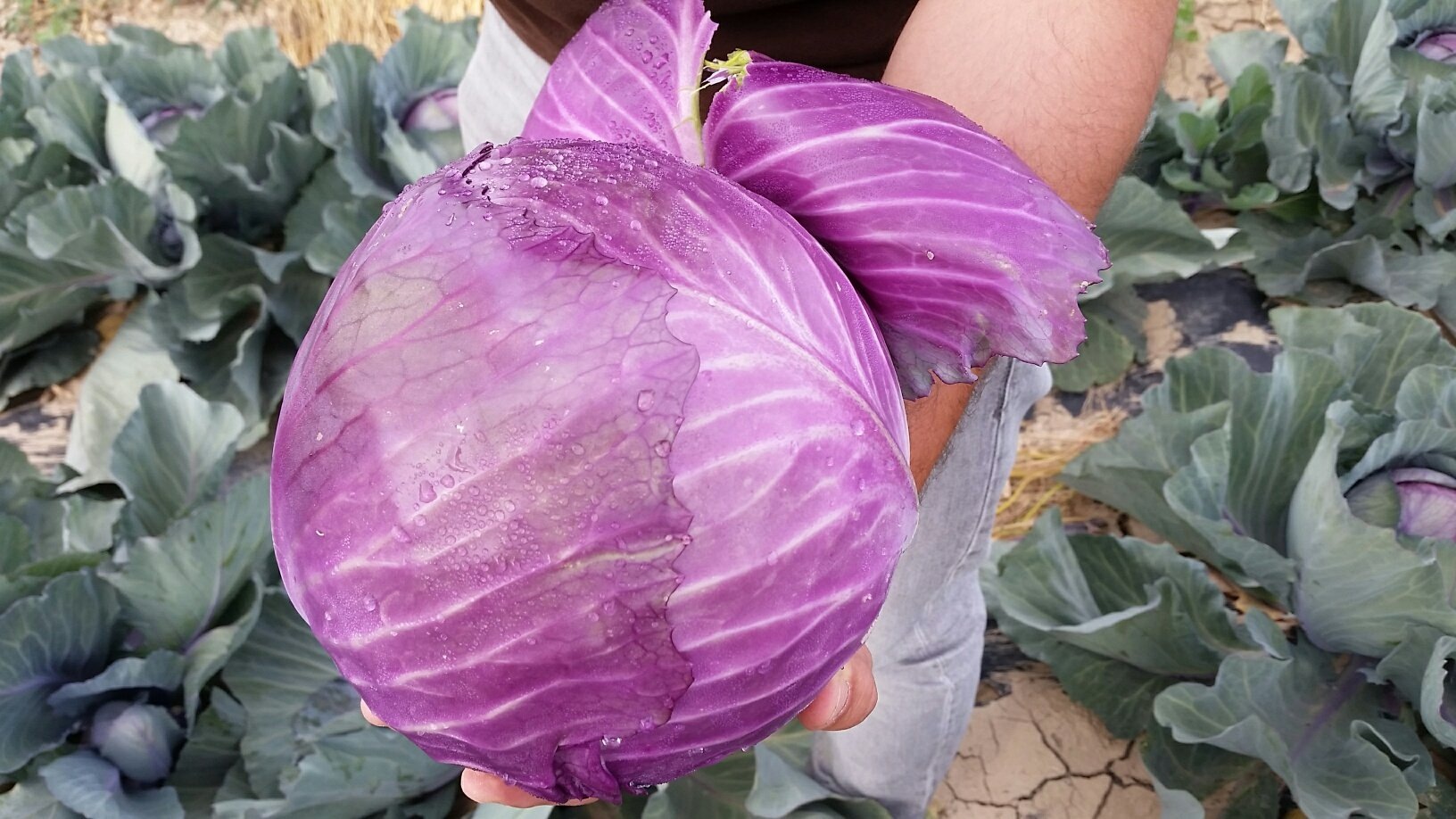 Hạt Giống Bắp Cải Tím F1