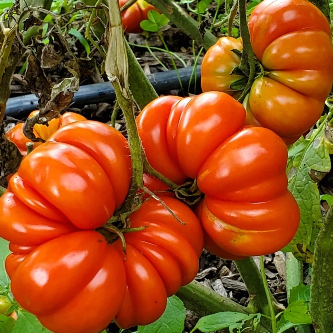 CostolutoGenoveseTomatoPlant Hạt Giống Cà Chua Múi Cổ Sơn La