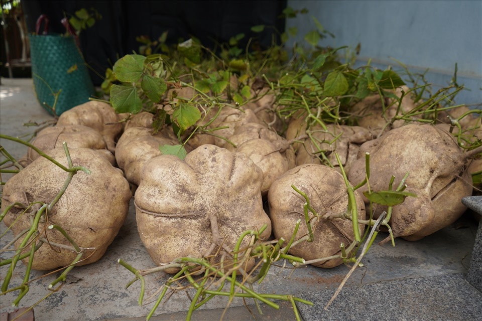 Cu-Dau-Khong-Lo-Hai--04 Hạt Giống Củ Đậu Khổng Lồ