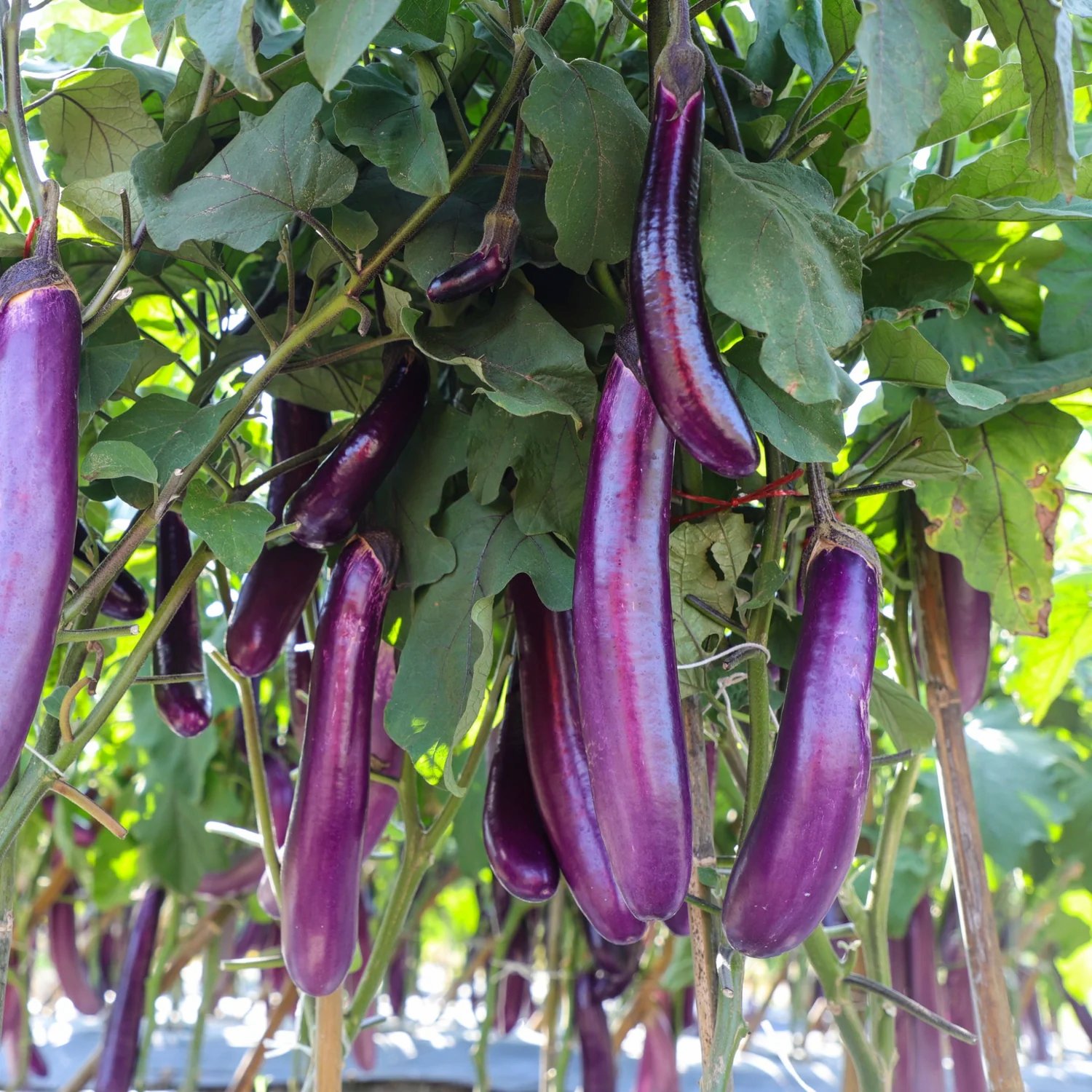 EggplantEarlyPurple Hạt Giống Cà Tím Dài