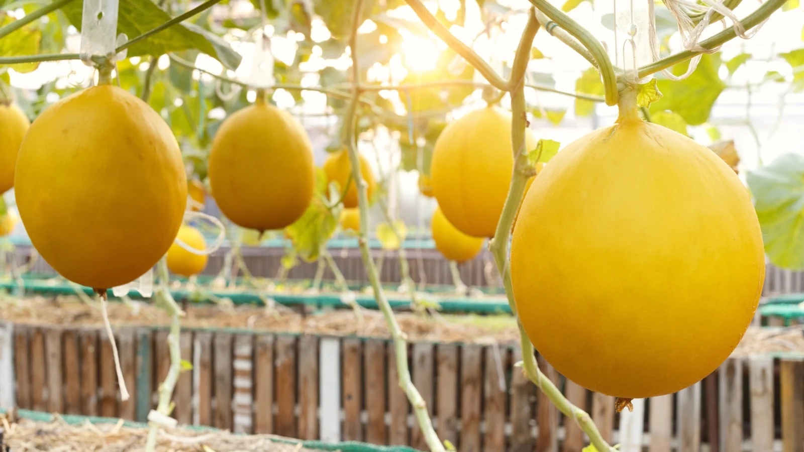 Golden-Fruits-in-Vertical-Garden-Rows Hạt Giống Dưa Lê Vàng Hoàng Đế F1