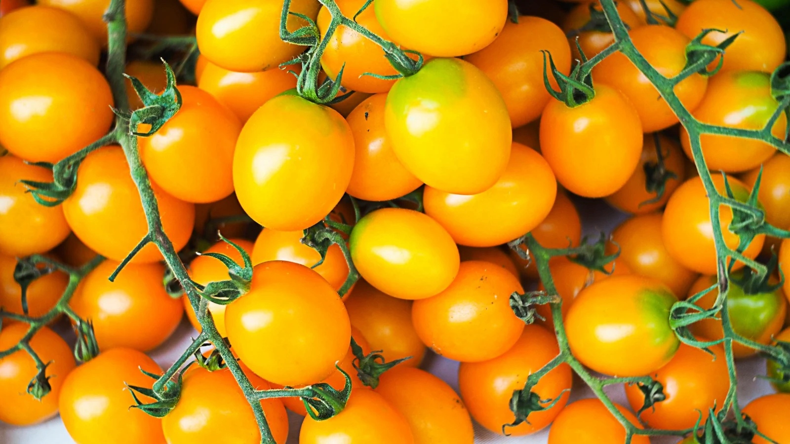 Golden-Jubilee-Cherry-Tomato Hạt Giống Cà Chua Cherry Chùm Vàng OP