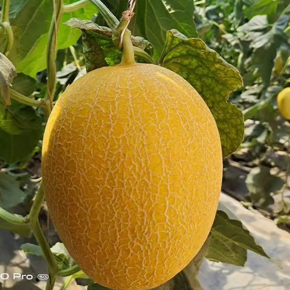 Hạt Giống Dưa Lưới Hami Vỏ Vàng