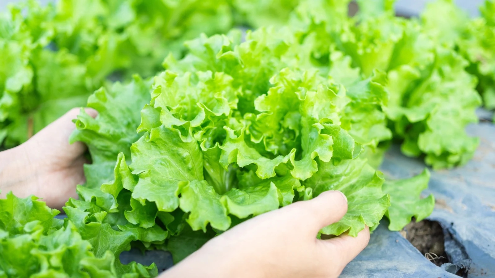 Harvesting-lettuce Hạt Giống Xà Lách Dúm Xanh