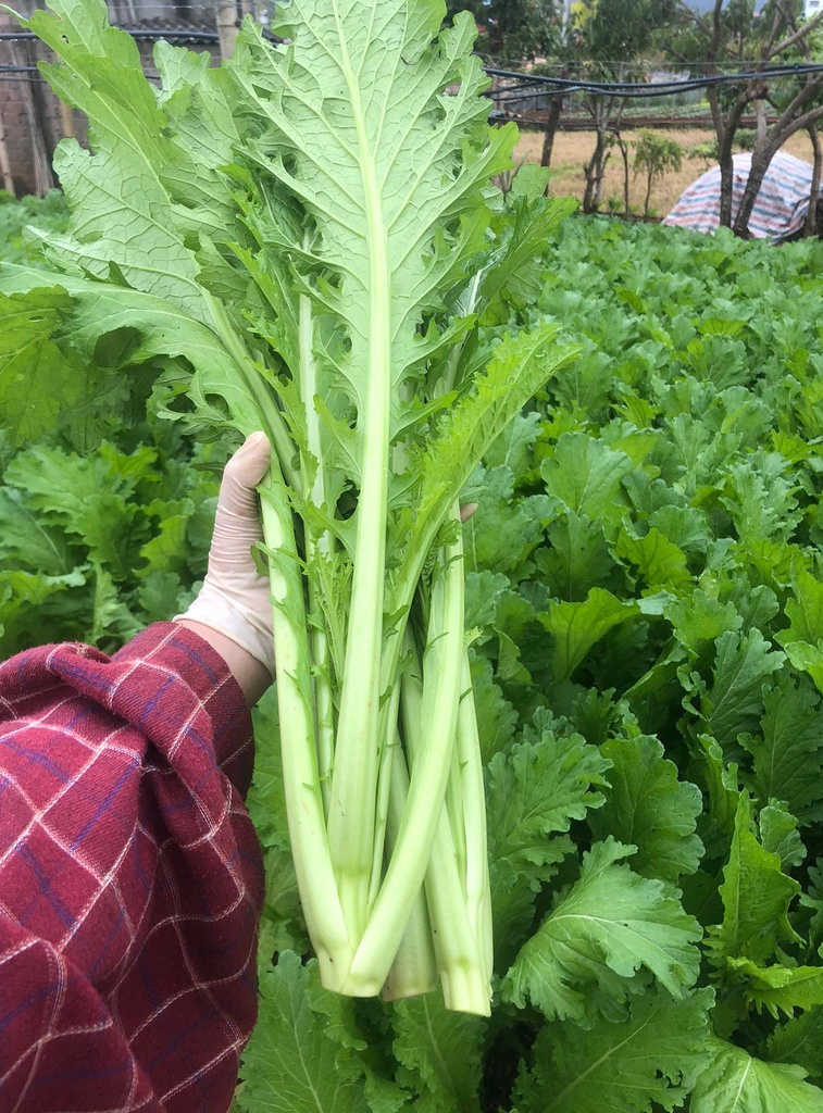 Hạt giống Cải mèo Hà Giang - 1 Hạt Giống Cải Mèo Lá Xẻ Khổng Lồ