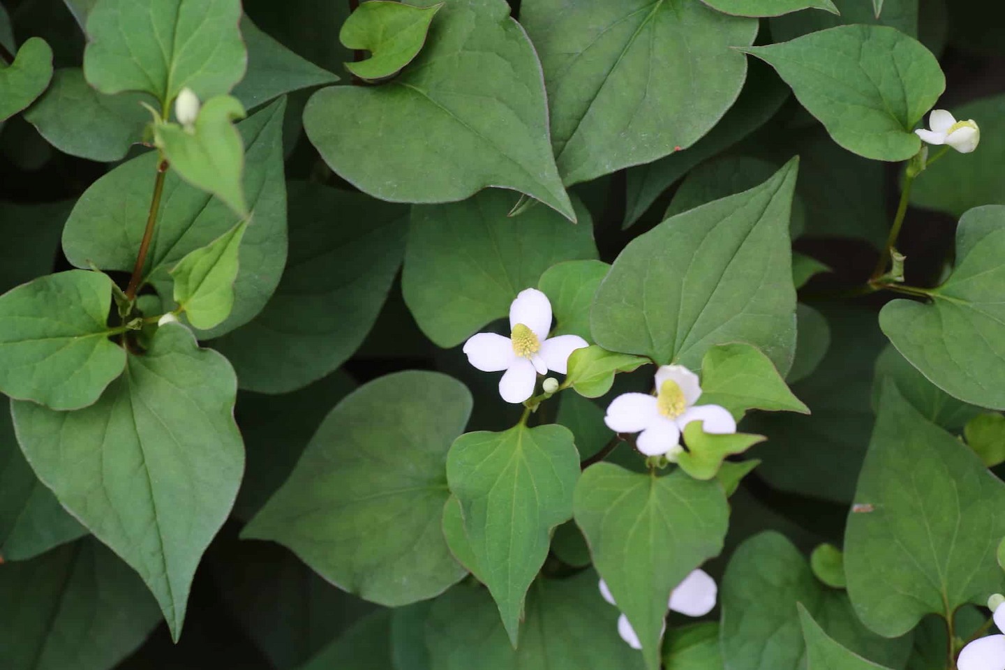 Houttuynia-Cordata-Fish-Mint Hạt Giống Rau Diếp Cá