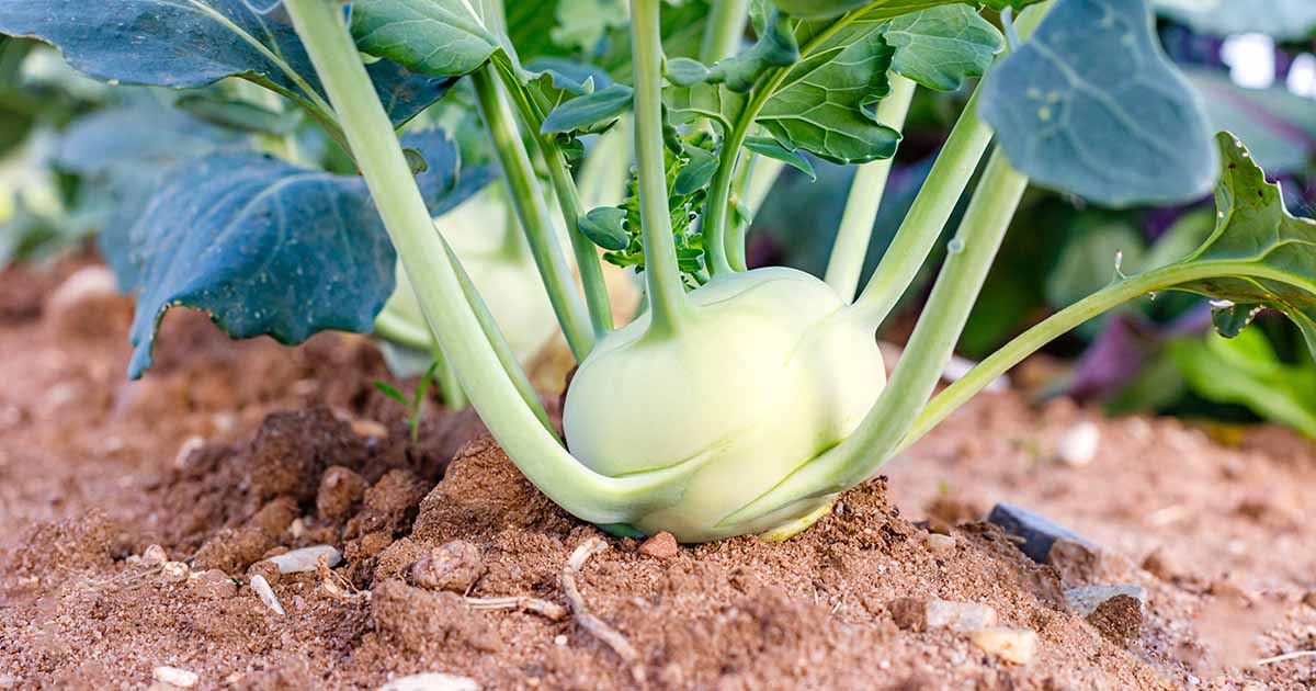 How-to-Grow-Kohlrabi-FB Hạt Giống Su Hào Xanh F1