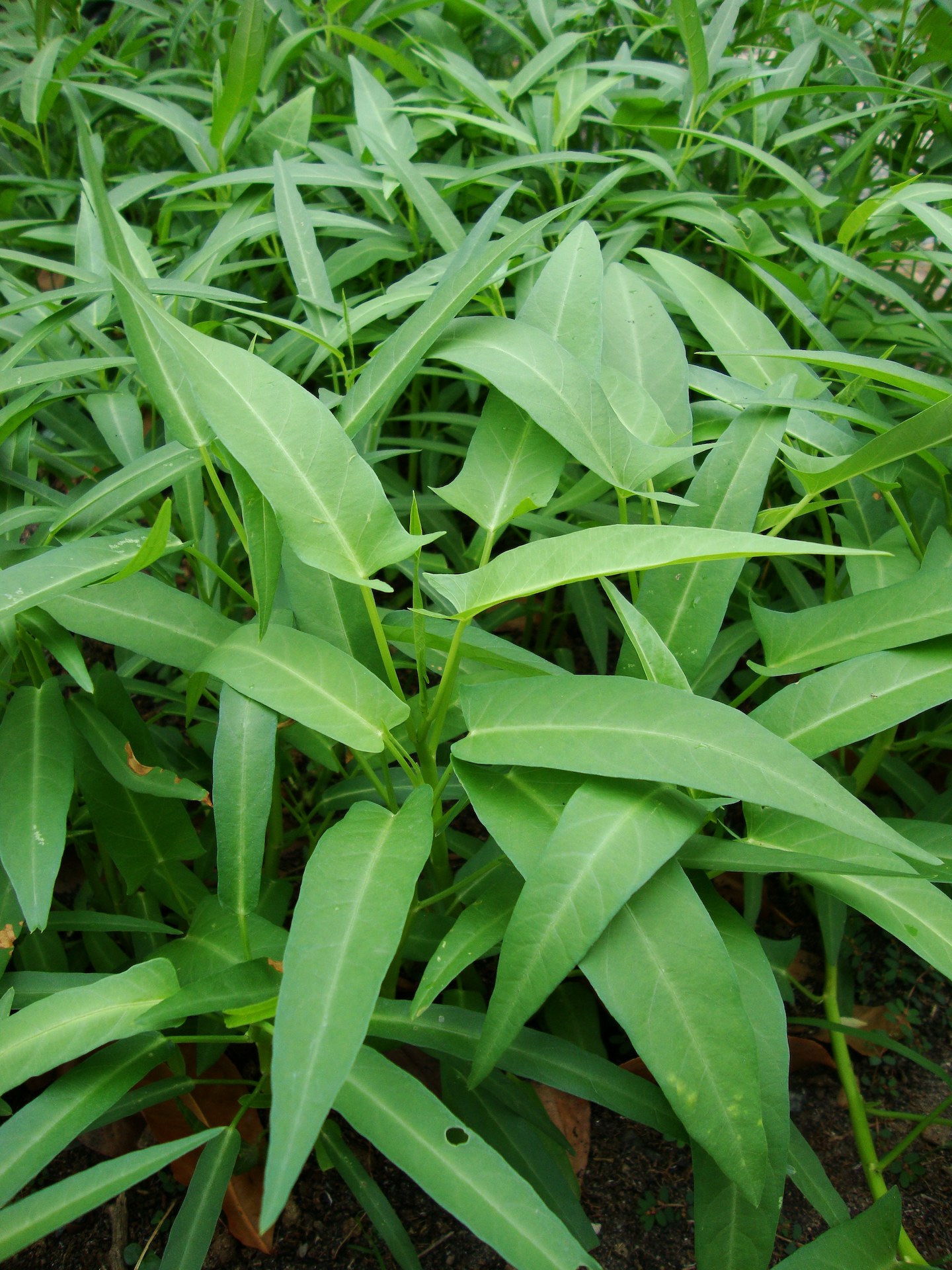 Ipomoea_aquatica_(2) Hạt Giống Rau Muống Lá To