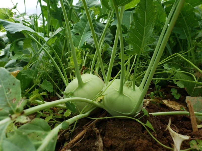 Kolrabi Hạt Giống Su Hào Xanh F1