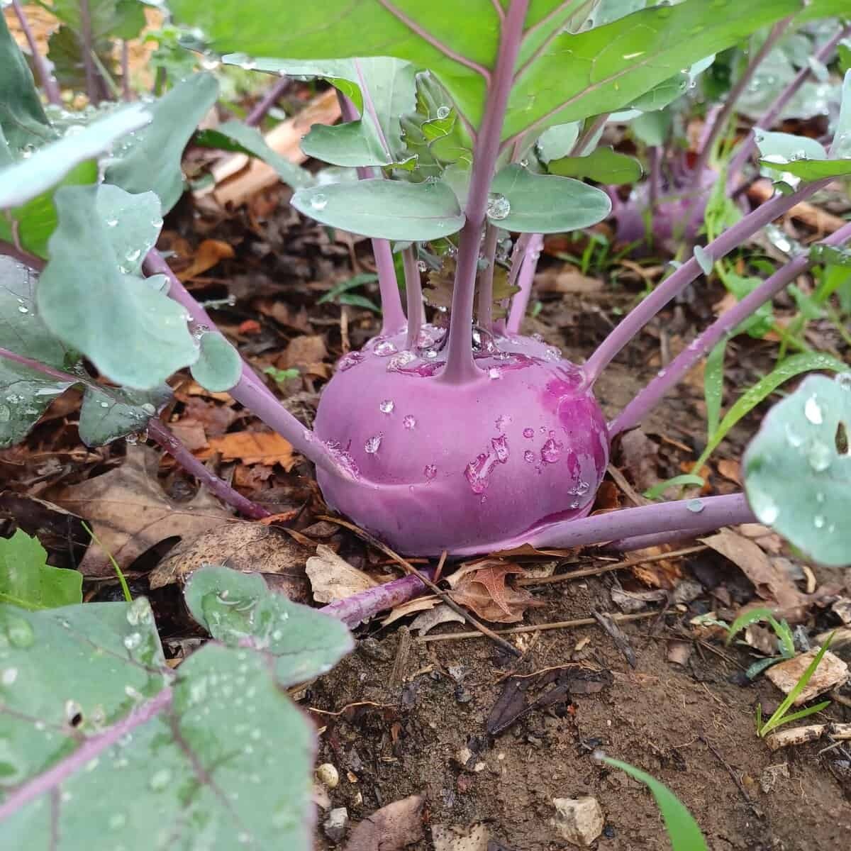 Konstance-kohlrabi-New-Roots-scaled Hạt Giống Su Hào Tím OP