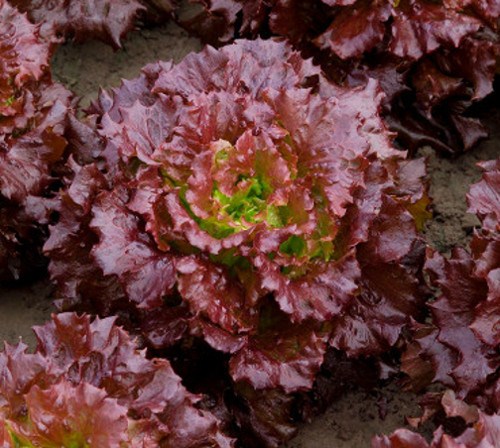 Lechuga-Batavia-Rojo-Ecologico Hạt Giống Xà Lách Batavia Đỏ