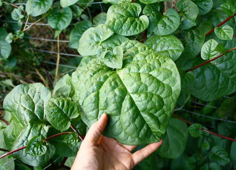 Hạt Giống Mồng Tơi Lá To