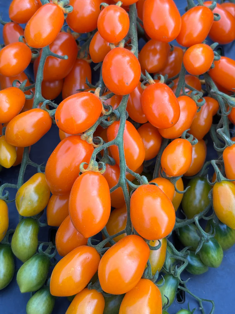Orange_Datterini_1024x1024 Hạt Giống Cà Chua Cam Đường F1